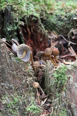Mycena viridimarginata