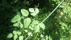 Laserpitium latifolium