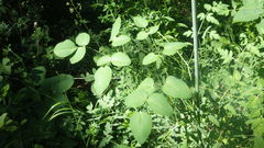 Laserpitium latifolium