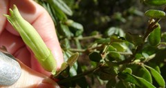 Correa glabra leucoclada