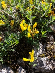 Chamaecytisus wulfii