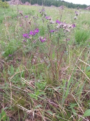 Astragalus suffruticosus