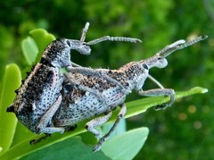 Leptopius clavus