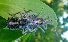 Leptopius clavus