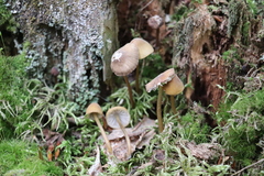 Mycena viridimarginata