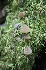 Mycena viridimarginata