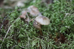 Mycena viridimarginata