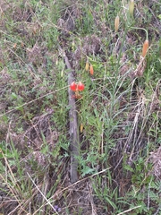 Lilium pumilum