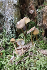 Mycena viridimarginata