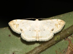 Scopula yamanei