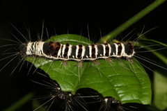 Euproctis kanshireia