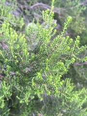 Erica tristis