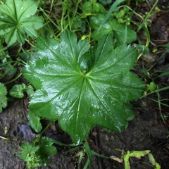 Alchemilla lindbergiana
