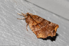 Selenia alciphearia