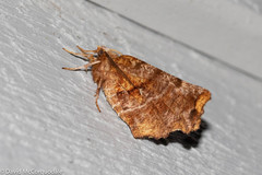 Selenia alciphearia
