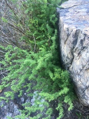 Asparagus rubicundus