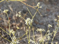 Pimpinella villosa