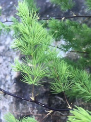 Asparagus rubicundus