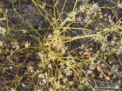 Pimpinella villosa
