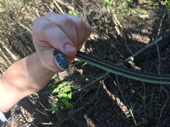 Thamnophis proximus proximus