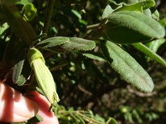 Correa glabra leucoclada