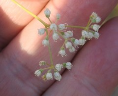 Pimpinella villosa
