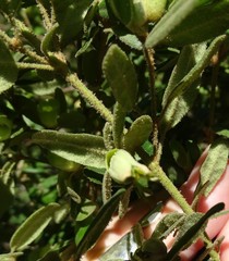 Correa glabra leucoclada