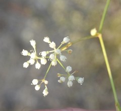 Pimpinella villosa