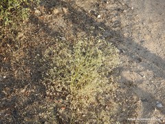 Pimpinella villosa