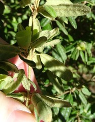 Correa glabra leucoclada
