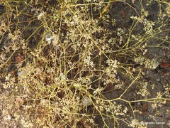 Pimpinella villosa