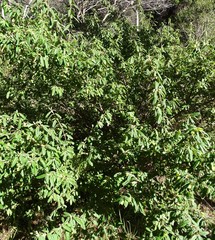 Correa glabra leucoclada