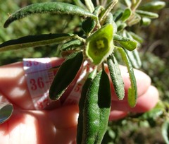 Correa glabra leucoclada