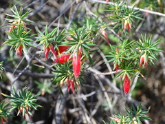 Stenanthera conostephioides