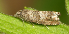Grapholita packardi