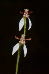 Eriochilus dilatatus
