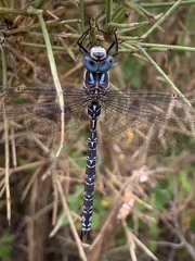 Caliaeschna microstigma