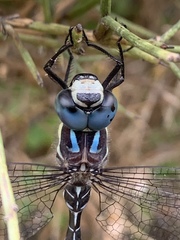 Caliaeschna microstigma
