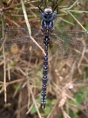 Caliaeschna microstigma