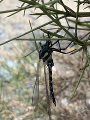 Caliaeschna microstigma