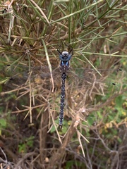 Caliaeschna microstigma