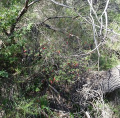Stenanthera conostephioides
