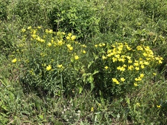 Linum flavum flavum