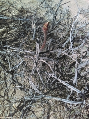 Peniocereus greggii greggii