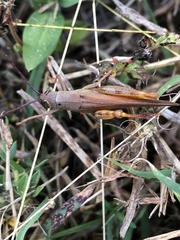 Adlappa erythroptera