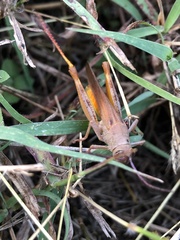 Adlappa erythroptera