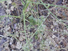 Pimpinella villosa