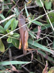 Adlappa erythroptera