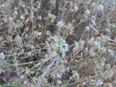 Pimpinella villosa