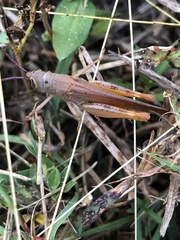Adlappa erythroptera